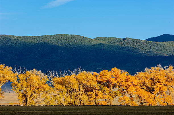 Late afternoon shot of a line of trees, showing their fall colors, lit by the setting sun.Taken at Bridgeport, California, USA.