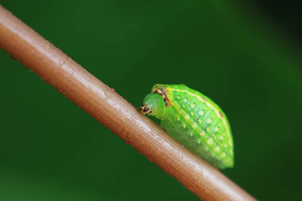 A monarch caterpillar (being raised indoors) hangs upside down in \