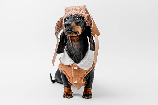 istock Dachshund in cozy winter outfit with aviator hat on white background 2228395309