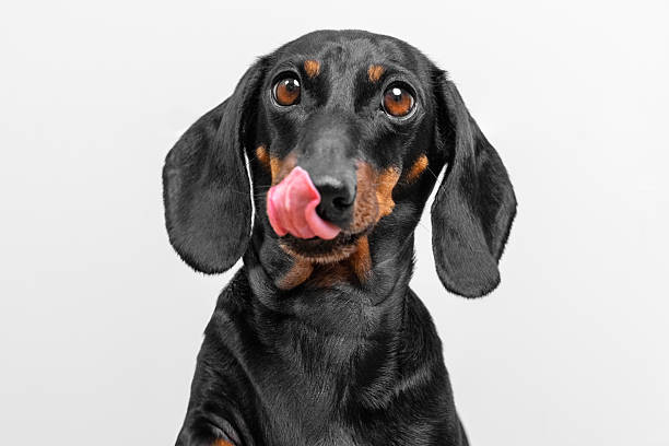 istock Playful dachshund licking nose against white background 2228395310