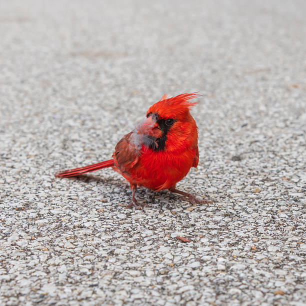 Two cardinals leave the feeder going in different directions.