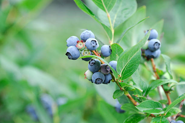 istock close up on fresh blueberry on the tree 2228396078