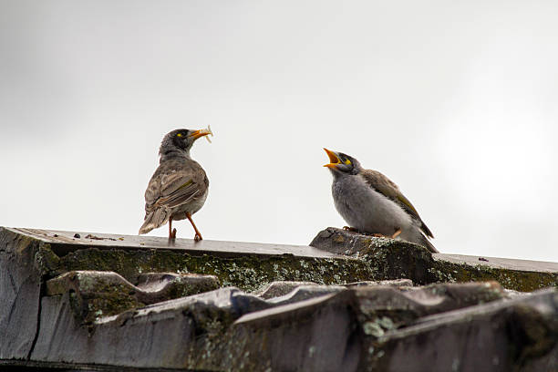 A Juvenile Australian Noisy Miner (Manorina melanocephala) begging for food from its parents while perching on the roof of a house in Sydney, NSW, Australia (Photo by Tara Chand Malhotra)