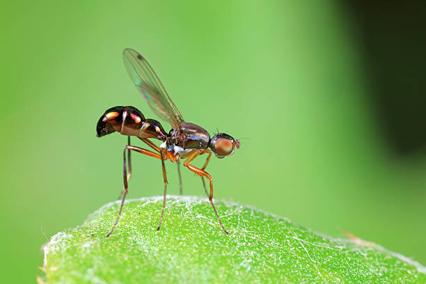 istock Flies on plants in the nature, North China Plain 2228396746