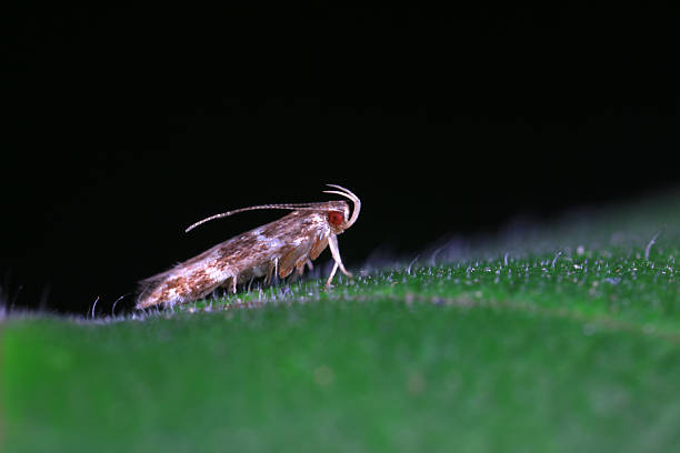 Moths on leaves in nature, North China Plain