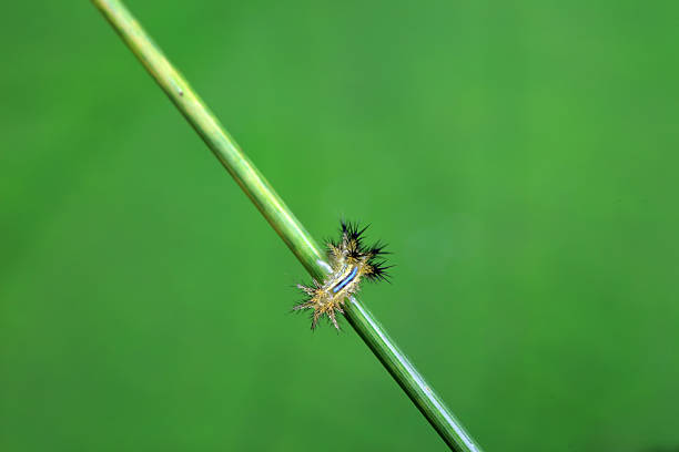 Moths on leaves in nature, North China Plain