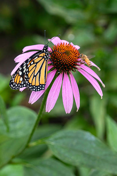 Two pollinators (Monarch Butterfly and Honey Bee) sharing a Coneflower in a summer garden