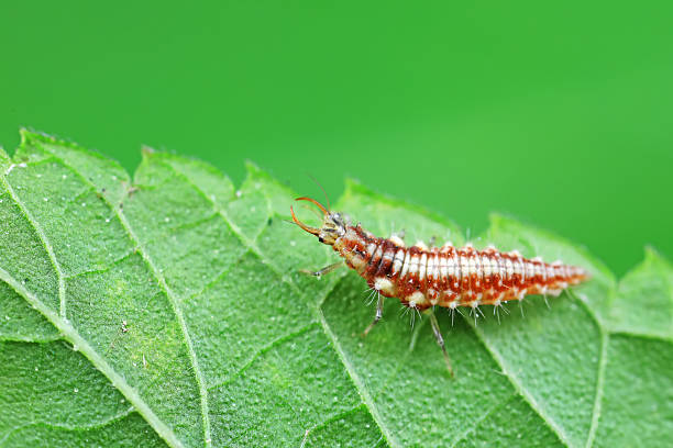 istock Chrysopa megacephala larvae on green leaves 2228397271