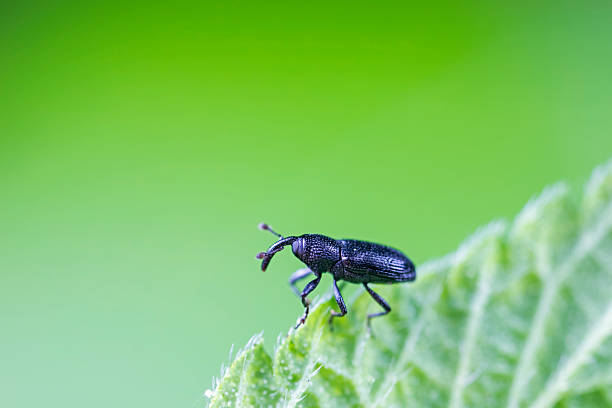 istock Weevil on green leaves, North China Plain 2228397277
