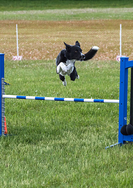 istock A medium sized black and white dog jumping over a hurdle while competing in a dog agility course. 2228397353