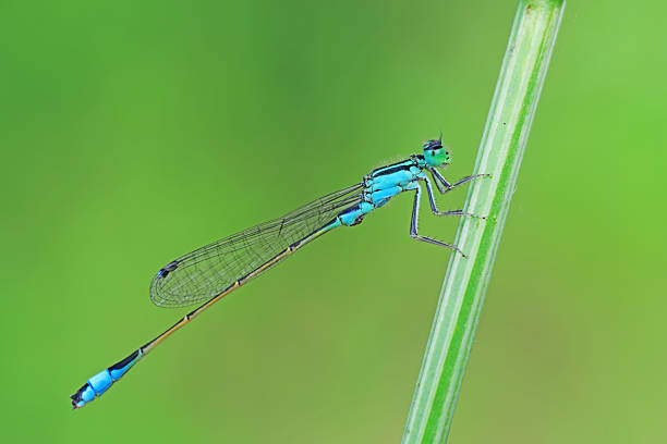 istock Damselflies perch on green leaves 2228397473