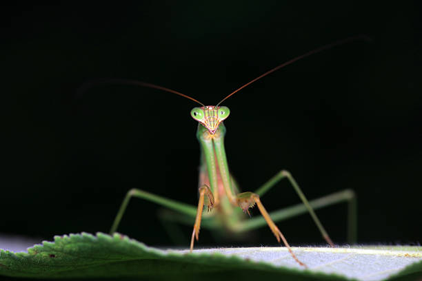 Female European Mantis or Praying Mantis, Mantis Religiosa. Green praying mantis. Close up