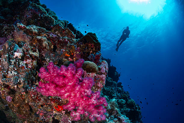Image of the stunning coral reef with a female diver and the Soft tree coral (Dendronephthya sp.) at the New Drop Off site in Palau - Micronesia