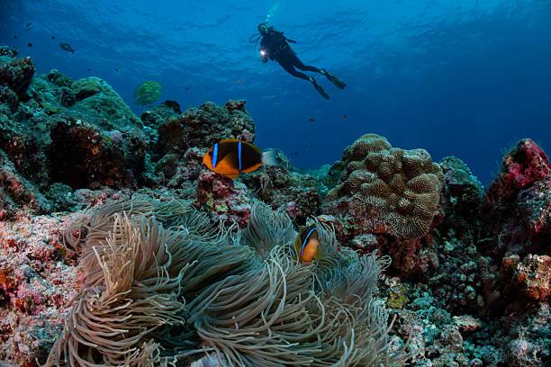 istock Allard's anemonefish and a female diver - Palau, Micronesia 2228398234