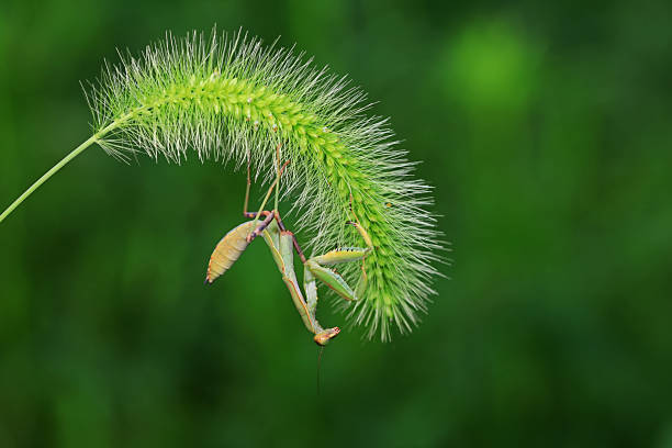 Mantis