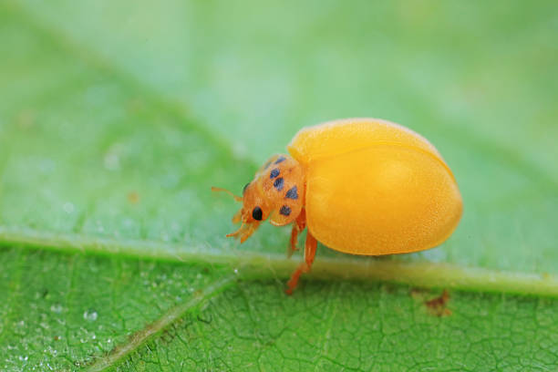 The newly emerged Ladybug perches on the weeds