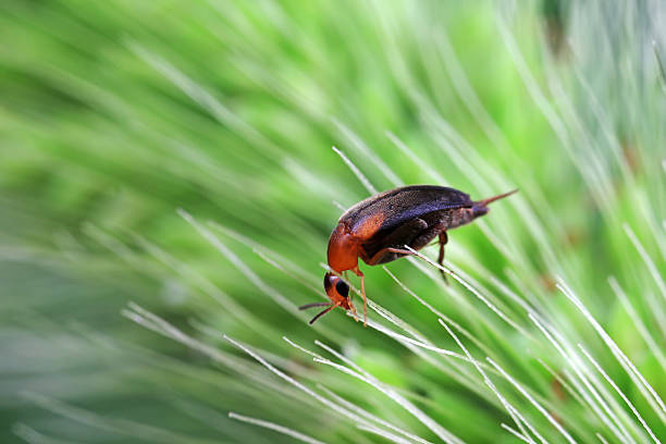 Coleoptera flower fleas crawling on weeds