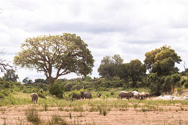 Elephant is the most impressive mammal you can see on Kruger