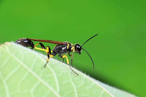 Wasp sitting on a wasp nest