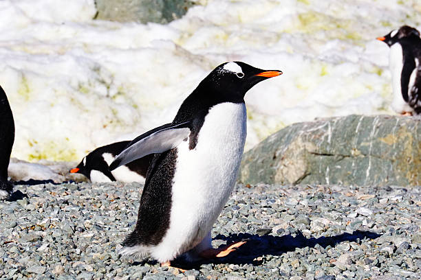 istock Gentoo Penguins, Danco Island, Antarctica 2228400425