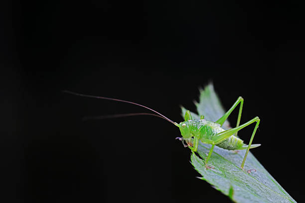 istock Katydids on wild plants, North China 2228400469