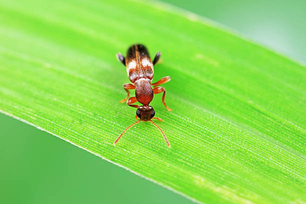 Formiform beetle on wild plants, North China