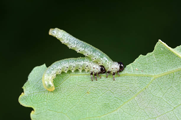 istock Sawfly larvae nibble on green leaves, North China 2228401253