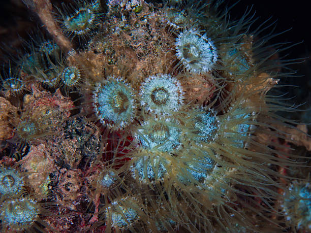 istock Sea anemones in the shallows 2228401627