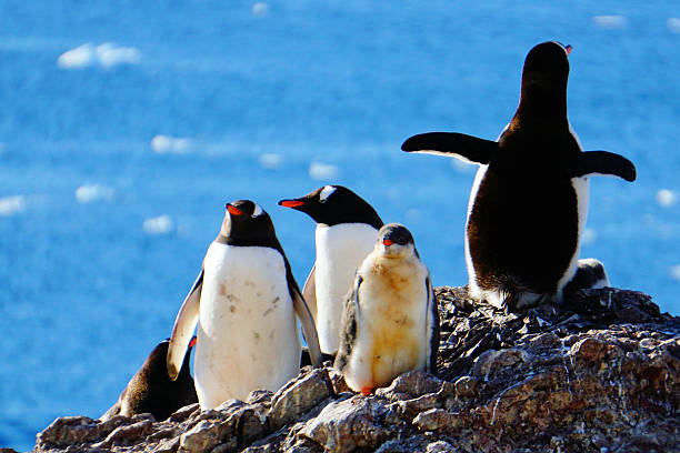 Gentoo Penguins, Danco Island, Antarctica