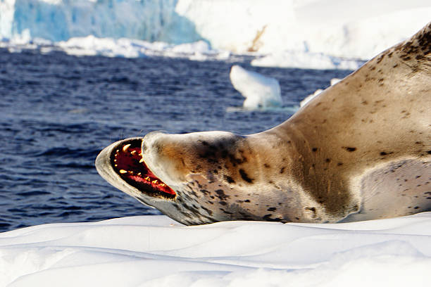 Toothy Leopard Seal, Danco Island, Antarctica