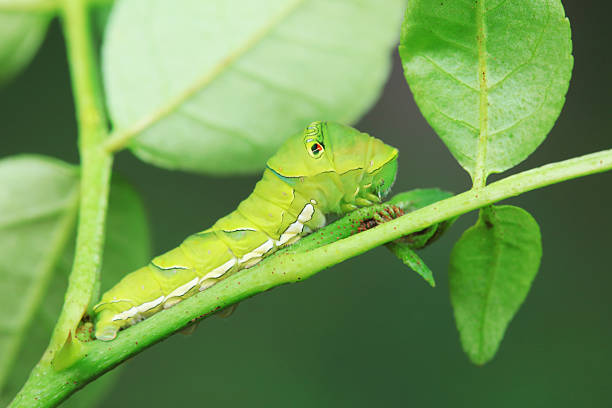 istock Papilio Zanthoxylum lives on wild plants in North China 2228401857