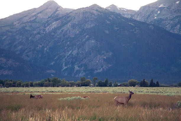 istock Grand Teton wildlife 2228404324