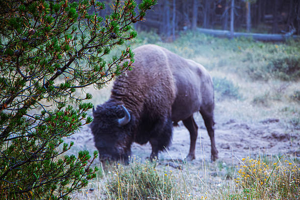 Elk and buffalo viewed in the wild of Yellowstone