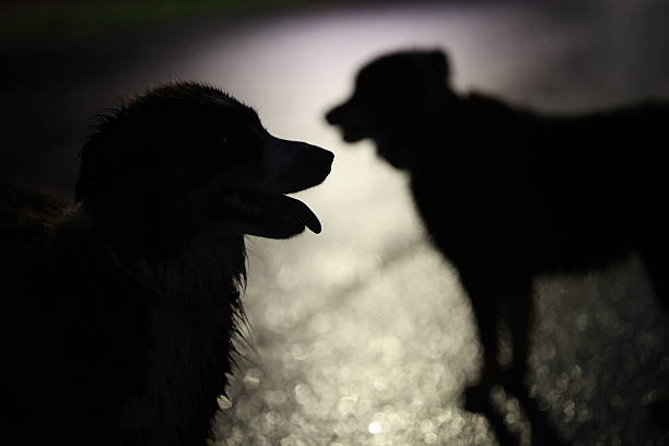 istock Two dogs are standing next to each other in the dark 2228407368