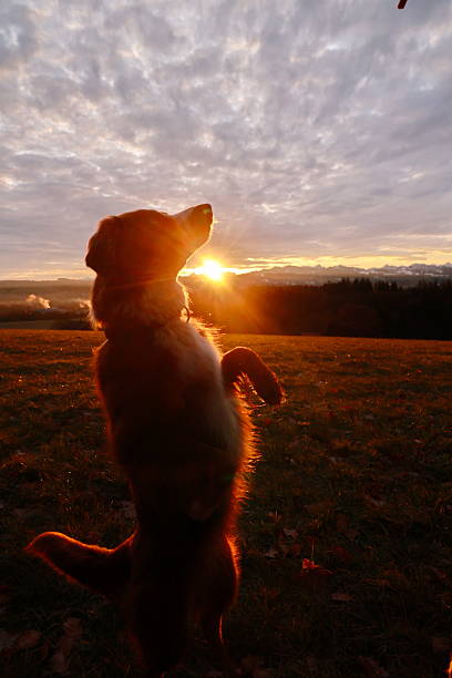 istock Dog is standing in a field with the sun shining on it 2228408451