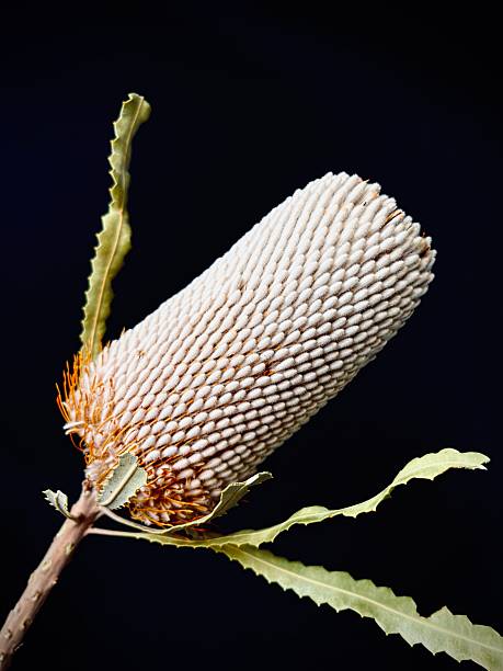 Banksia flower with spikes green leaves on a black background