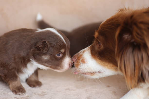 istock A brown and white dog is sniffing a small brown and white dog 2228411032
