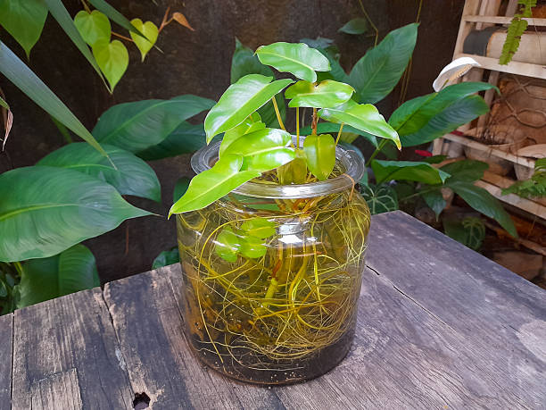 istock Philodendron burle marx in a clear glass vase 2228411497