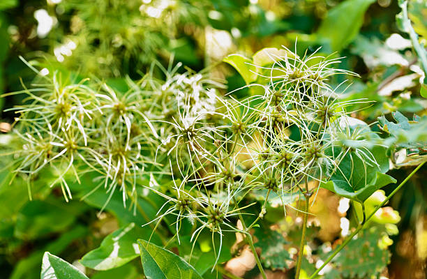Beautiful white flowers of clematis vitalba - traveller ’s joy or old man ’s beard - ,climbing shrub of invasive plant