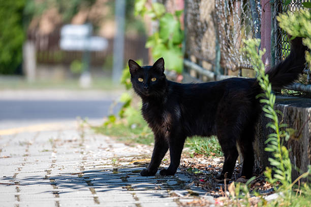 Black cat on a street