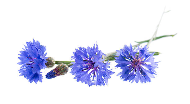 istock Blue Cornflower isolated on white background. Centaurea cyanus or bachelor's button flowers. 2228415035