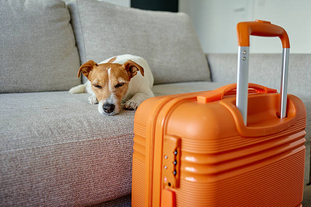 istock Small dog lying on couch near orange suitcase 2228417333