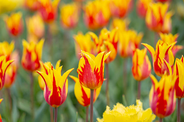 Red and yellow flame fire shaped tulip flowers on a flower bed