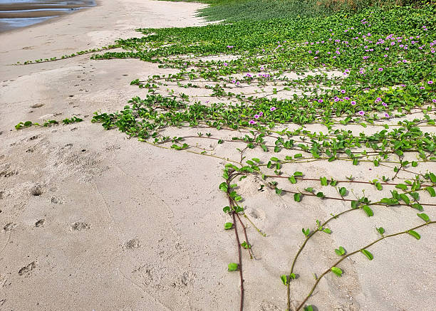 istock The perspective of the Katang-katang are creeper on sandy beaches. 2228419491
