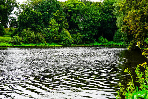A tranquil river flows through a green landscape of lush trees, reflecting the light. A hiking trail along the city moat of the Hanseatic City of Lübeck (postal code 23558) in summer.