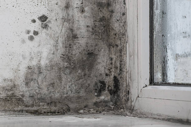 istock Dark mold patches spread across damp wall adjacent to window frame. 2228421792
