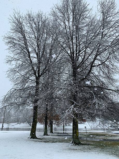 istock Trees covered in heavy snow 2228422354