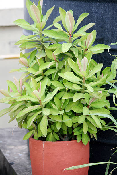 istock Lush green African milk bush (Euphorbia grantii (syn.) Synadenium grantii) in a pot. 2228422483
