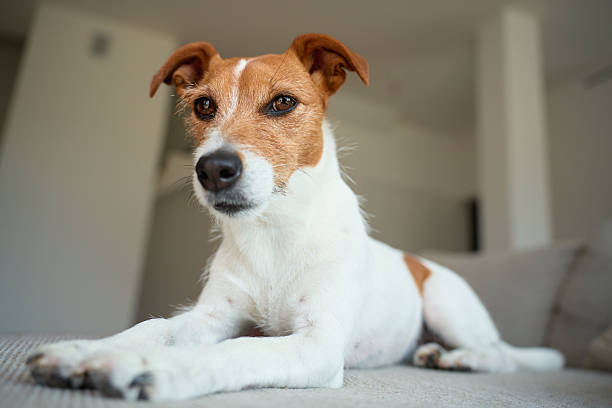 istock Jack Russell Terrier lying on couch at home 2228423615