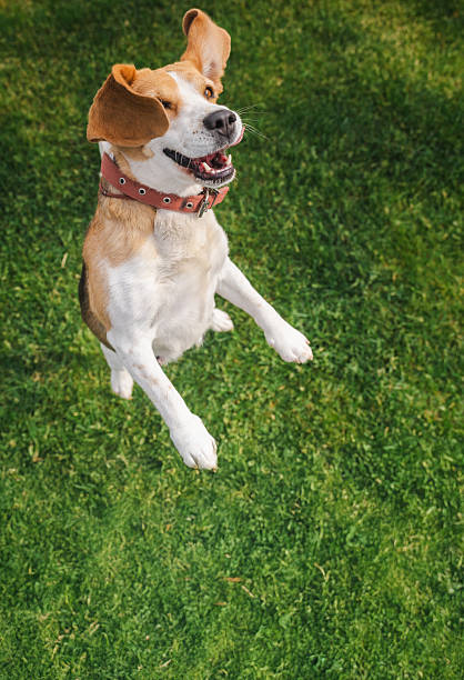 istock Playful beagle mid-jump with ears flying and mouth open in a joyful expression, caught in motion on a lush green lawn 2228426830